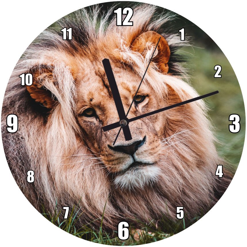 Çayırdaki Yorgun Aslan Kral Mdf Ahşap Duvar Saati 30 cm Çap