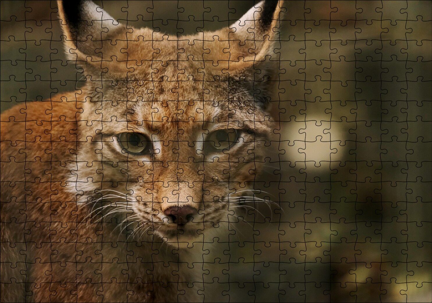 Vaşak Yakın Çekim Flu Arkaplan Puzzle Yapboz MDF Ahşap 255 Parça 34 cm X 49 cm