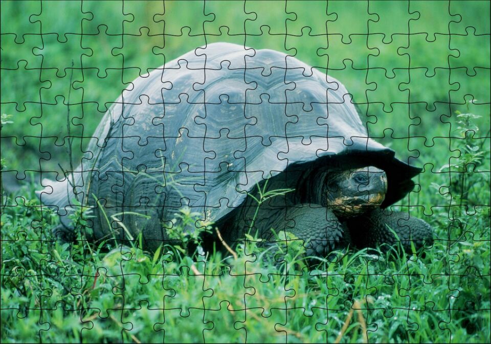 Yeşil Çayırdaki Kaplumbağa Puzzle Yapboz MDF Ahşap