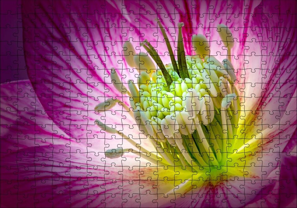 Makro Closeup Helleborus Çiçek Görseli Puzzle Yapboz MDF Ahşap 255 Parça 34 cm X 49 cm