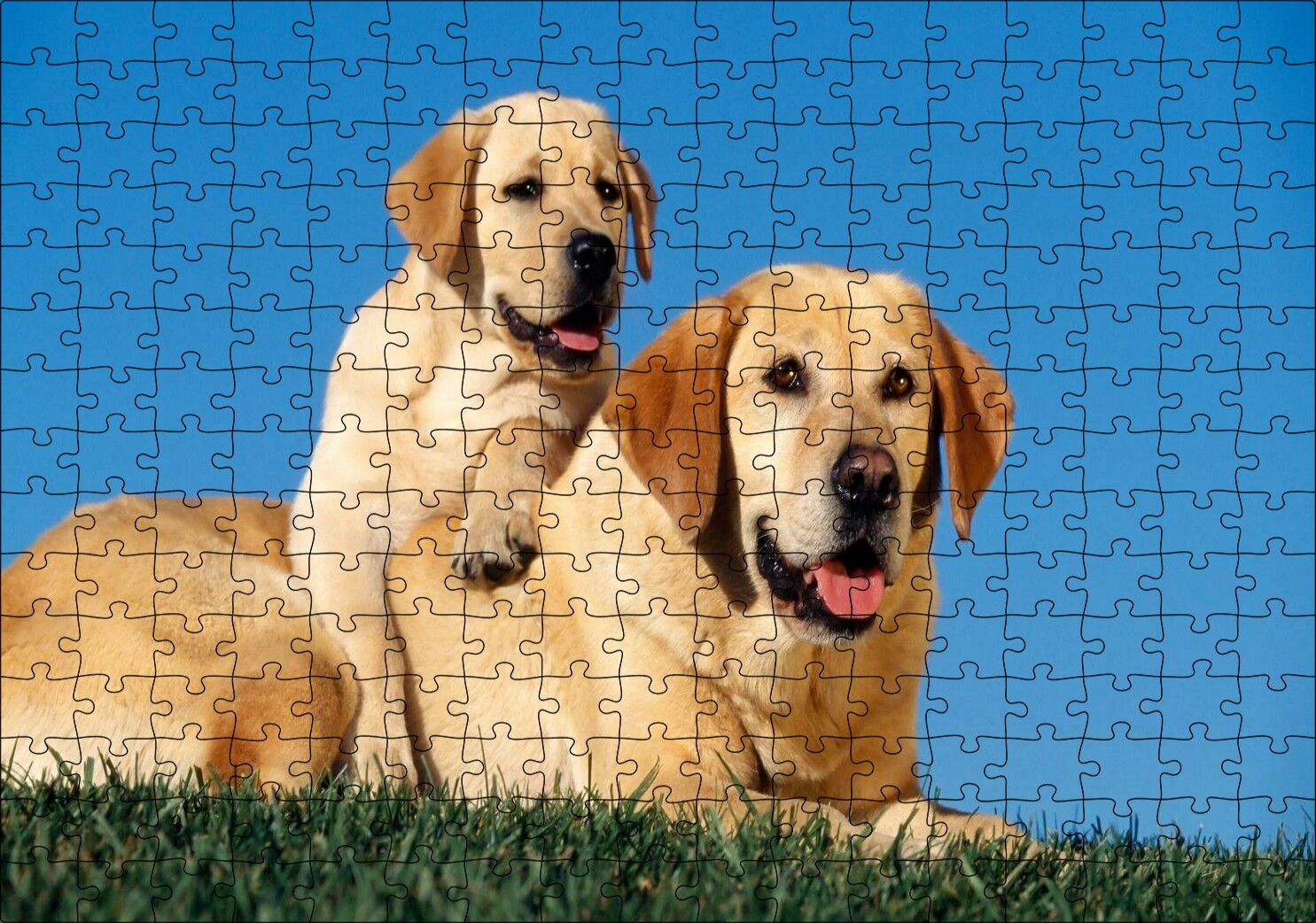 Çayırda Anne Labrador ve Yavrusu Puzzle Yapboz MDF Ahşap 255 Parça 34 cm X 49 cm