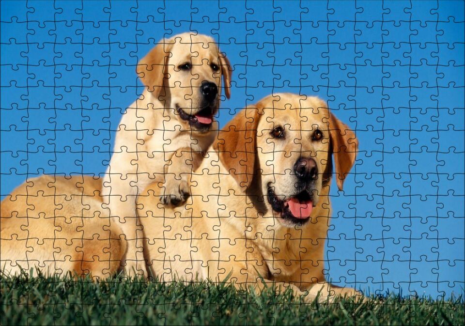 Çayırda Anne Labrador ve Yavrusu Puzzle Yapboz MDF Ahşap 255 Parça 34 cm X 49 cm