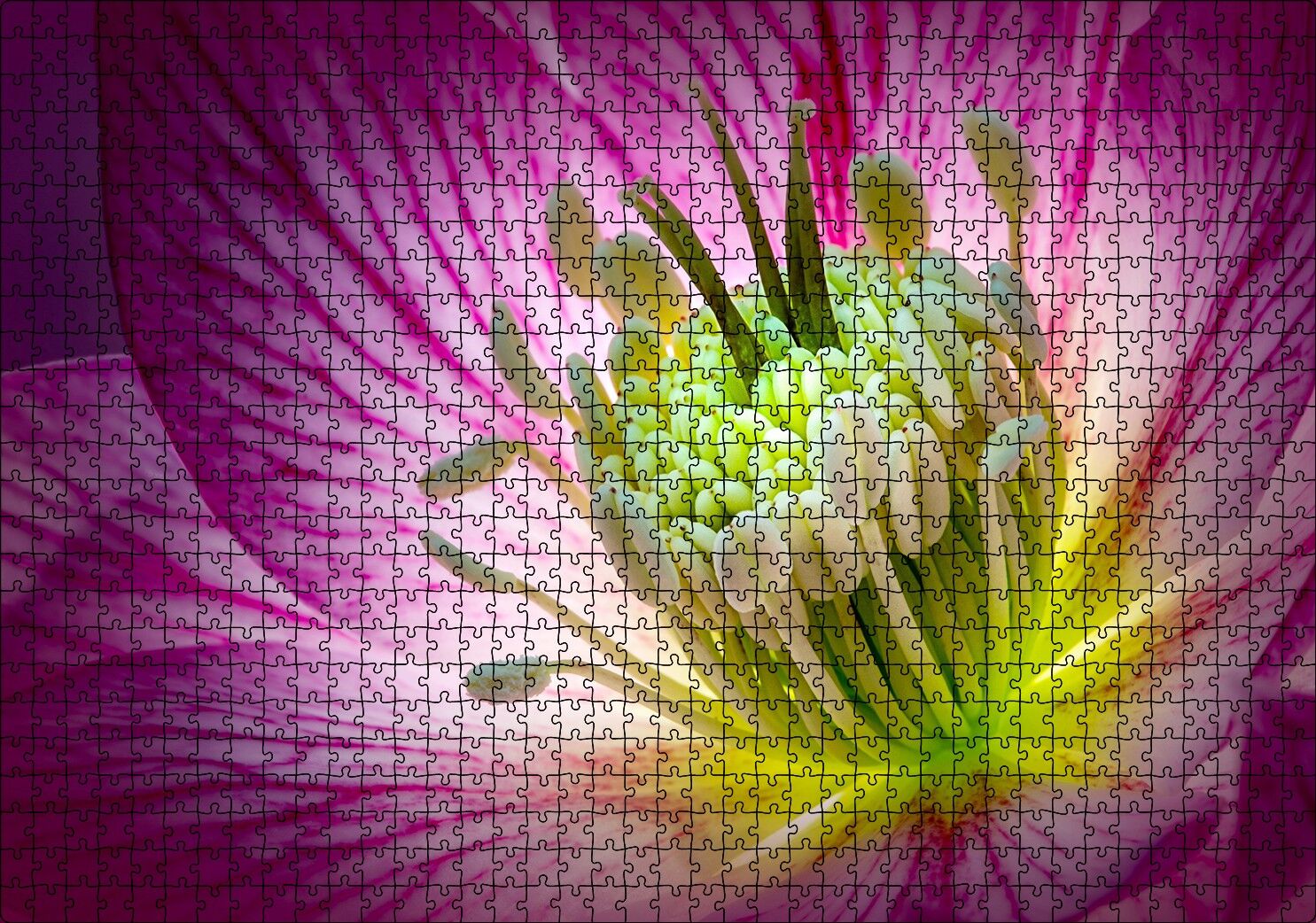 Makro Closeup Helleborus Çiçek Görseli Puzzle Yapboz MDF Ahşap 1000 Parça 49 cm X 68 cm