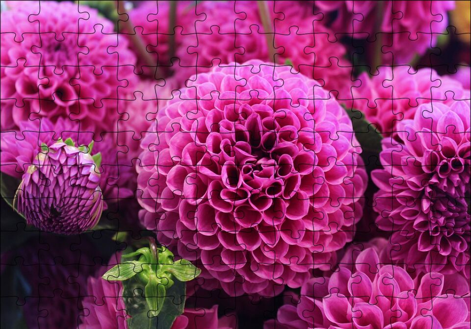 Pembe Dahlia Çiçekleri Puzzle Yapboz MDF Ahşap