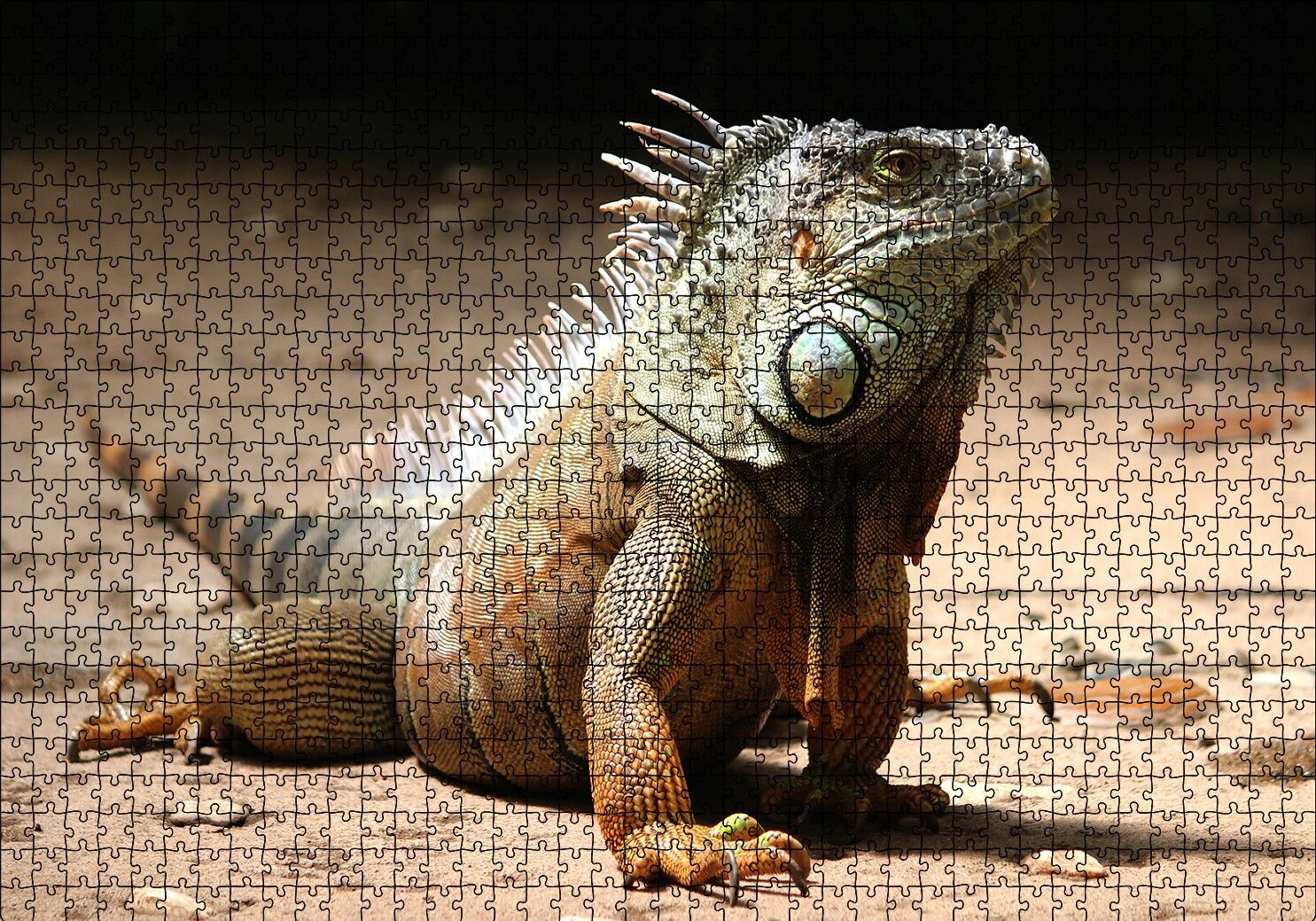 Kumlar Üzerinde Görkemli İguana Puzzle Yapboz MDF Ahşap 1000 Parça 49 cm X 68 cm