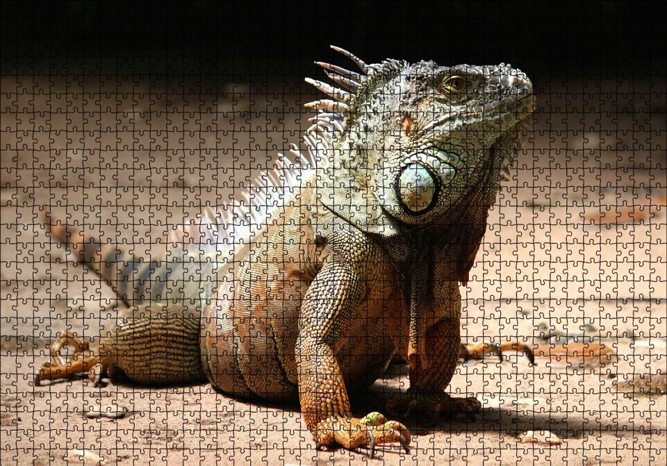 Kumlar Üzerinde Görkemli İguana Puzzle Yapboz MDF Ahşap 1000 Parça 49 cm X 68 cm