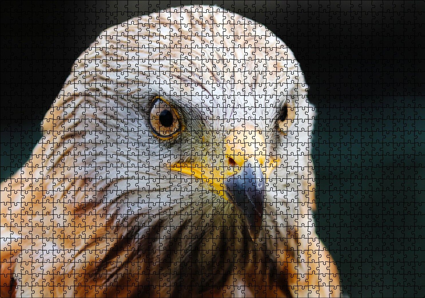 Şahin Keskin Gözler Yakın Çekim Puzzle Yapboz MDF Ahşap 1000 Parça 49 cm X 68 cm