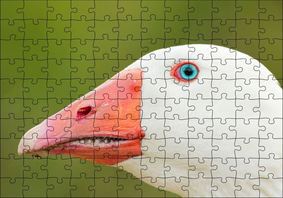 Mavi Gözlü Kaz Yakın Plan Puzzle Yapboz MDF Ahşap 120 Parça 24 cm X 34 cm