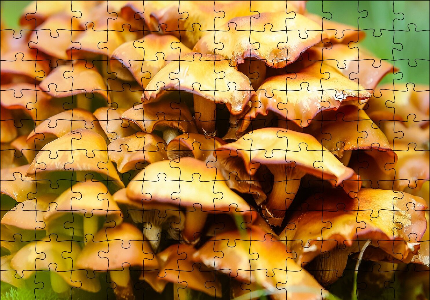 Sarı Mantarlar Puzzle Yapboz MDF Ahşap