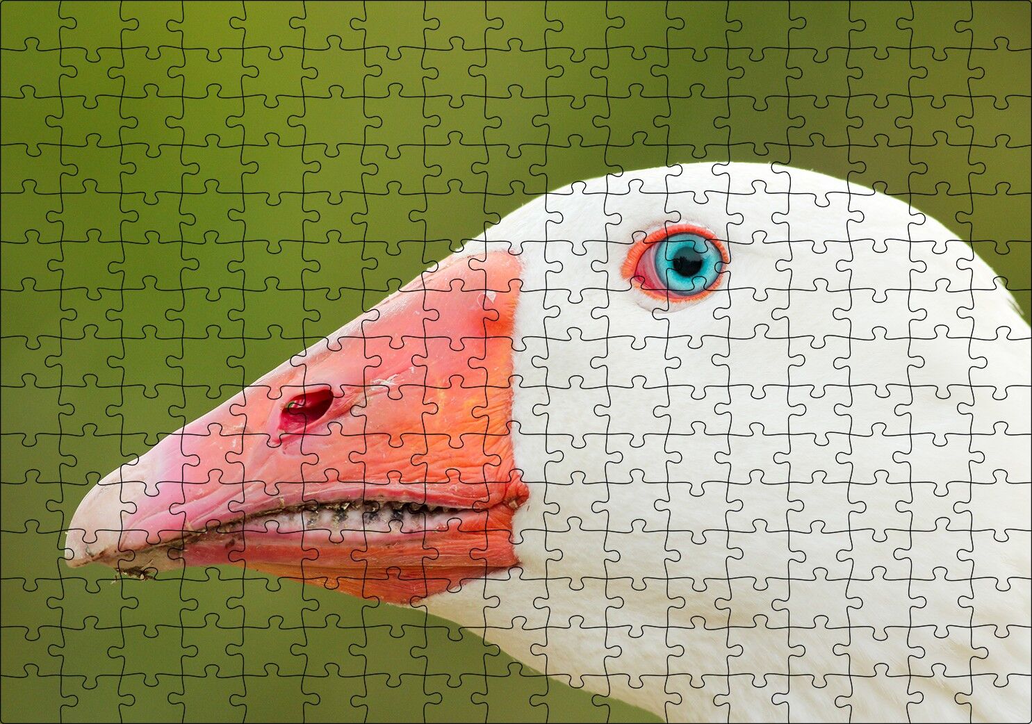Mavi Gözlü Kaz Yakın Plan Puzzle Yapboz MDF Ahşap 255 Parça 34 cm X 49 cm