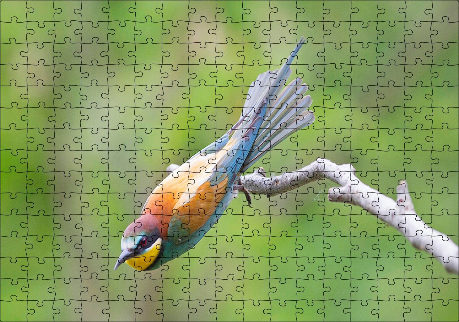 Daldan Ayrılmak Üzere Olan Rengarenk Kuş Puzzle Yapboz MDF Ahşap 255 Parça 34 cm X 49 cm
