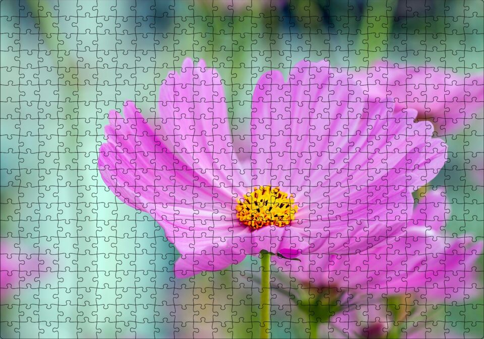 Mor Kosmeya Çiçekler Görseli Puzzle Yapboz MDF Ahşap 500 Parça 49 cm X 68 cm