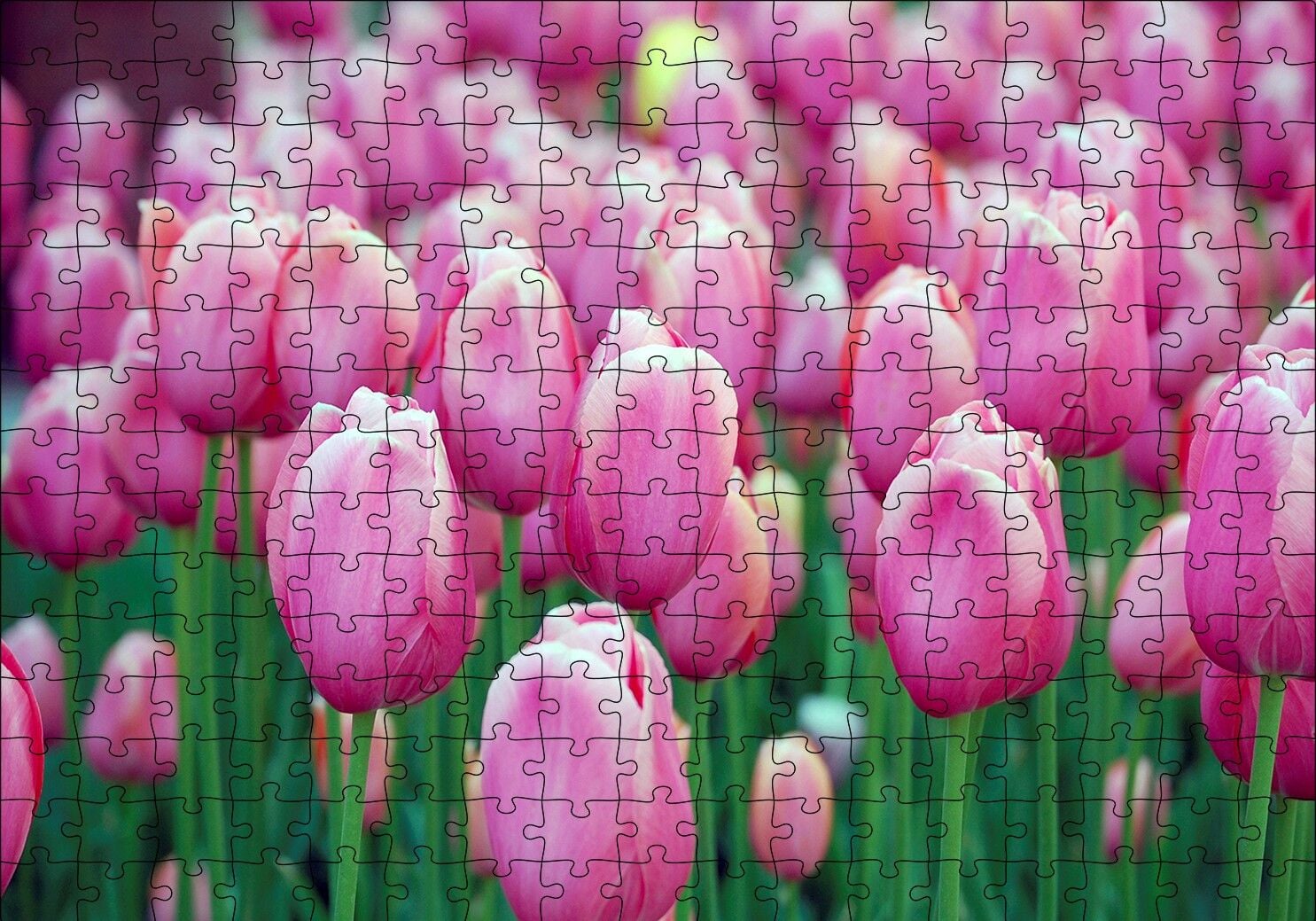 Bahçede Pembe Laleler Puzzle Yapboz MDF Ahşap 255 Parça 34 cm X 49 cm