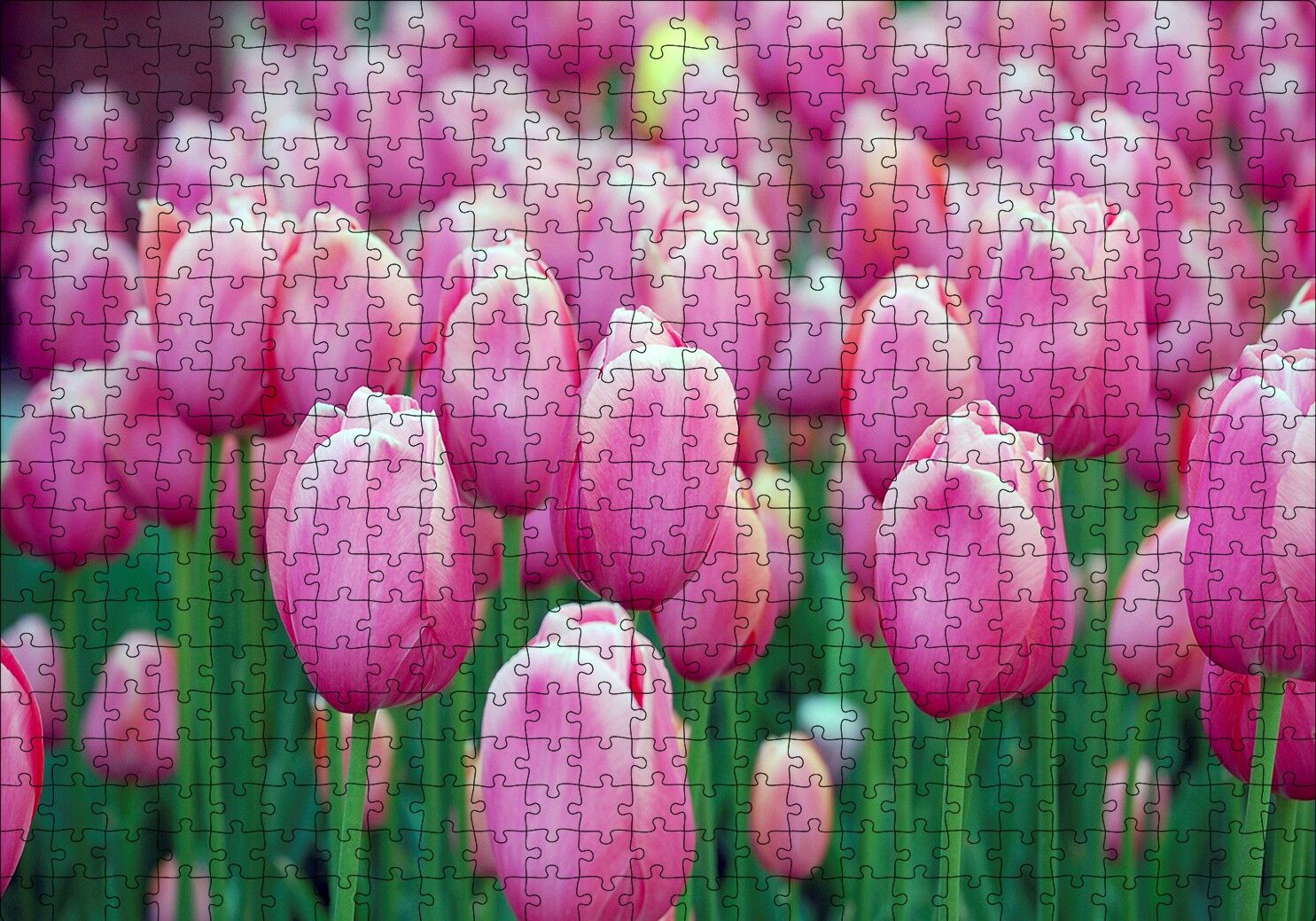 Bahçede Pembe Laleler Puzzle Yapboz MDF Ahşap 500 Parça 49 cm X 68 cm