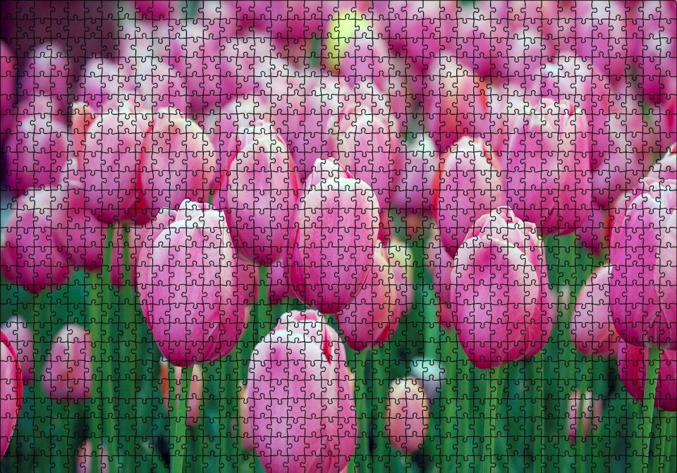 Bahçede Pembe Laleler Puzzle Yapboz MDF Ahşap 1000 Parça 49 cm X 68 cm