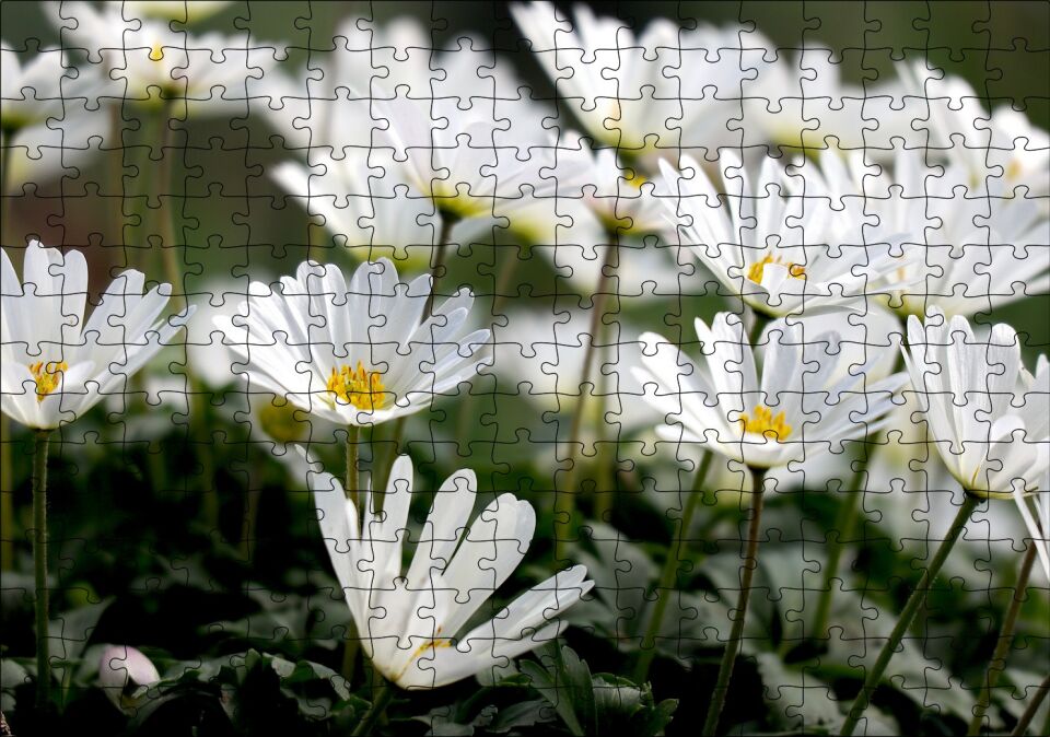 Taçlı Beyaz Dağ Laleleri Yakın Çekim Puzzle Yapboz MDF Ahşap 255 Parça 34 cm X 49 cm