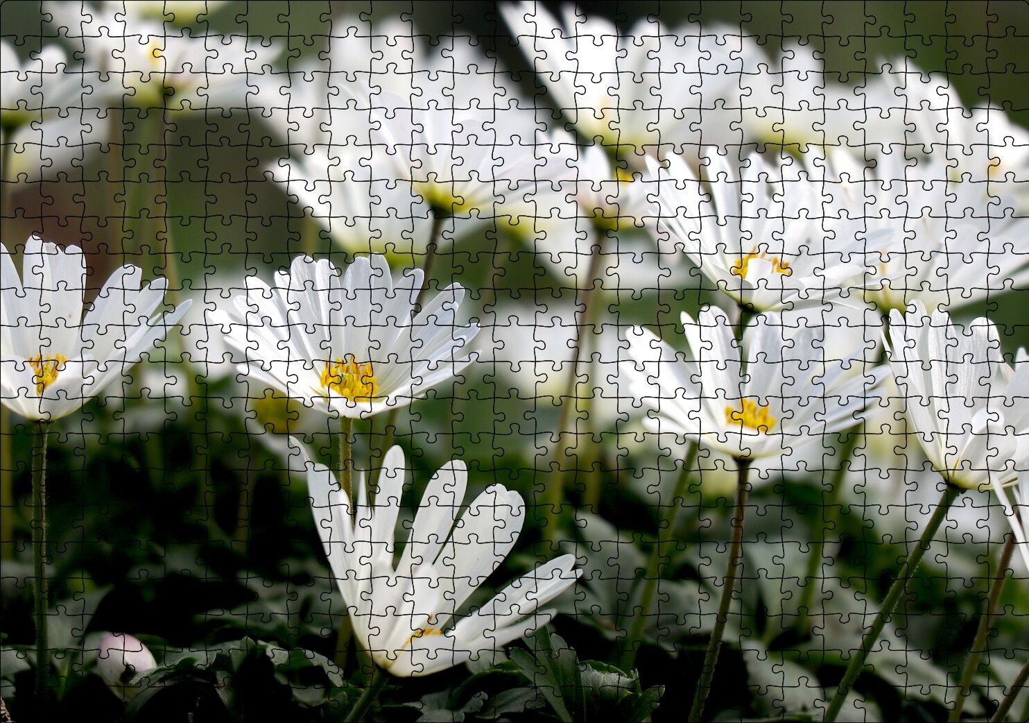 Taçlı Beyaz Dağ Laleleri Yakın Çekim Puzzle Yapboz MDF Ahşap 500 Parça 49 cm X 68 cm