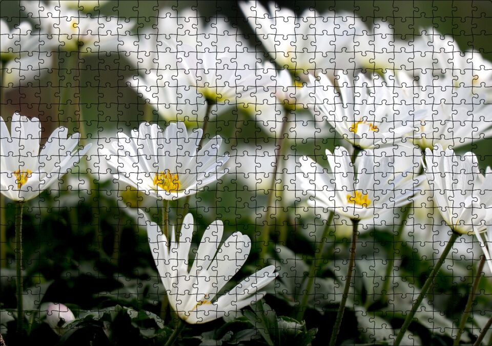 Taçlı Beyaz Dağ Laleleri Yakın Çekim Puzzle Yapboz MDF Ahşap 500 Parça 49 cm X 68 cm