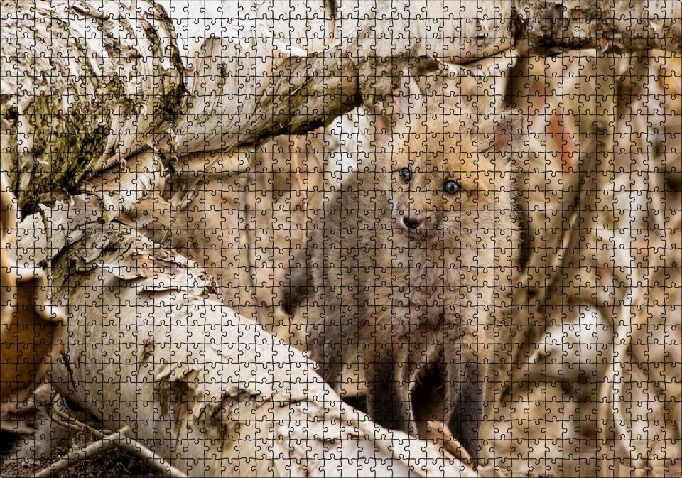Ormanda Ağaçlar Arasındaki Yavru Tilki Puzzle Yapboz MDF Ahşap 1000 Parça 49 cm X 68 cm