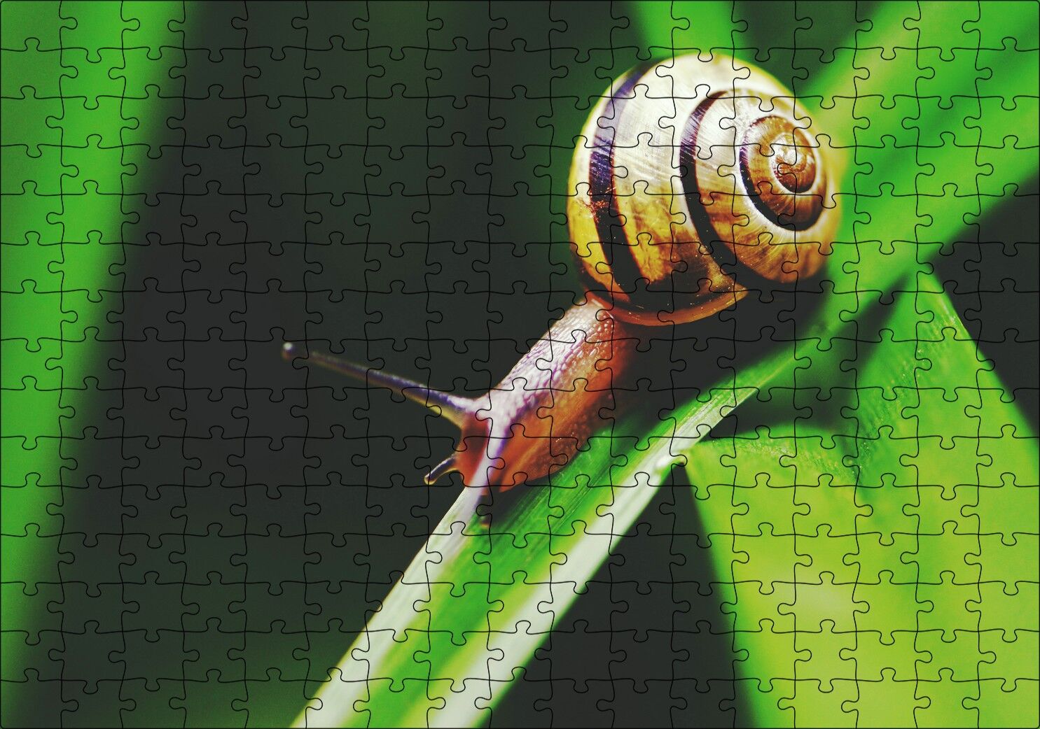 Yeşil Yaprak Üzerindeki Salyangoz Yakın Çekim Puzzle Yapboz MDF Ahşap 255 Parça 34 cm X 49 cm