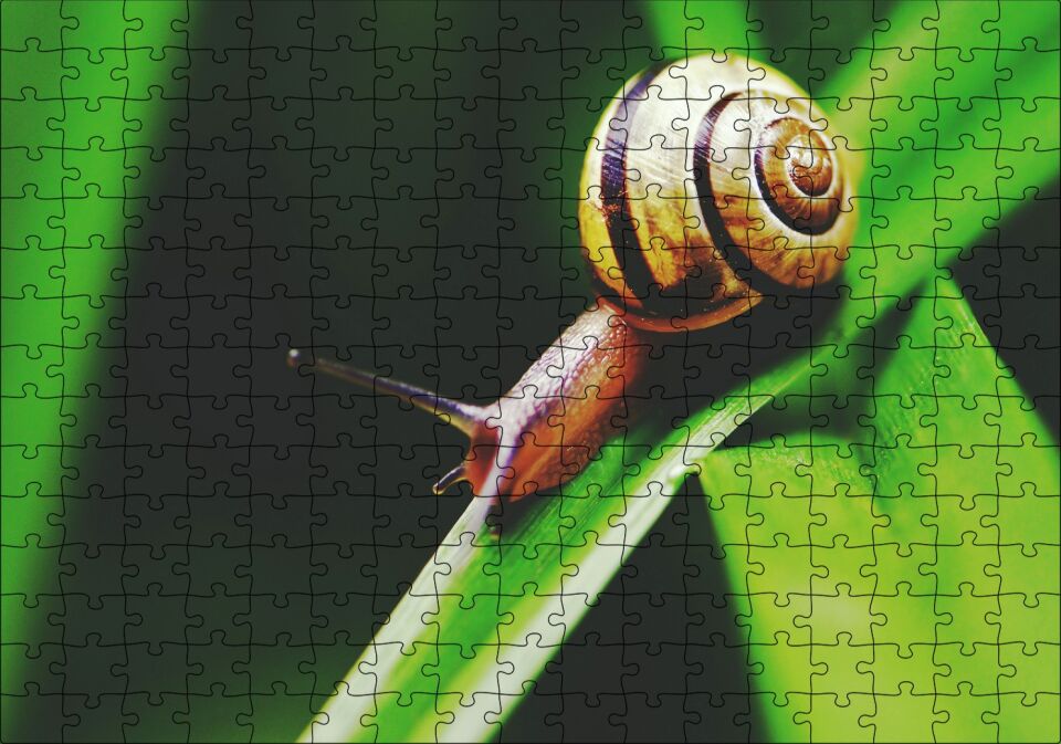 Yeşil Yaprak Üzerindeki Salyangoz Yakın Çekim Puzzle Yapboz MDF Ahşap 255 Parça 34 cm X 49 cm