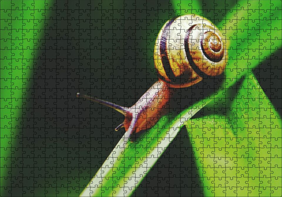 Yeşil Yaprak Üzerindeki Salyangoz Yakın Çekim Puzzle Yapboz MDF Ahşap 500 Parça 49 cm X 68 cm