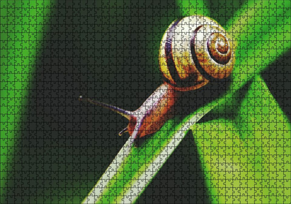 Yeşil Yaprak Üzerindeki Salyangoz Yakın Çekim Puzzle Yapboz MDF Ahşap 1000 Parça 49 cm X 68 cm