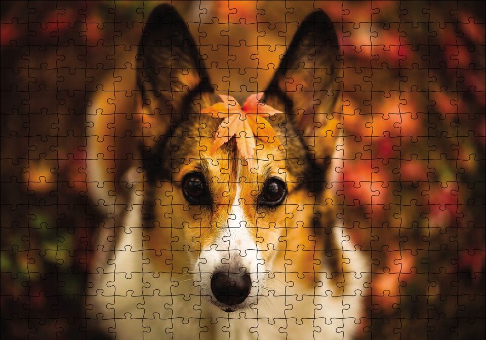Ormanda Yapraklı Köpek Puzzle Yapboz MDF Ahşap 255 Parça 34 cm X 49 cm