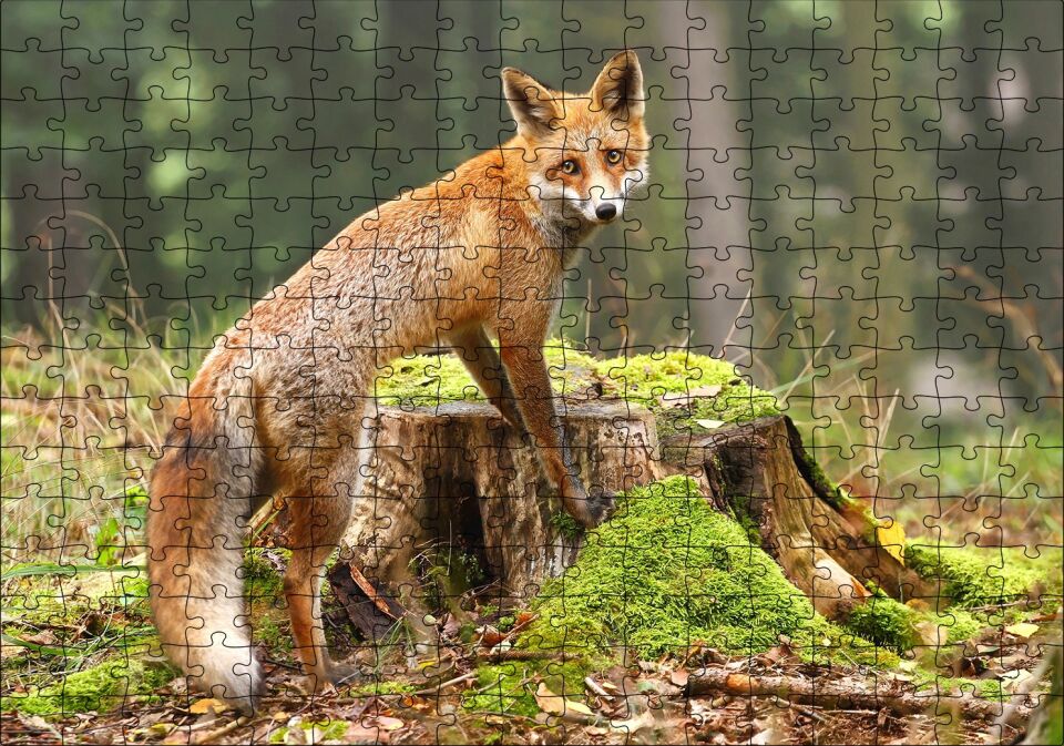 Ormanda Kütük Üzerindeki Çelimsiz Tilki Puzzle Yapboz MDF Ahşap 255 Parça 34 cm X 49 cm