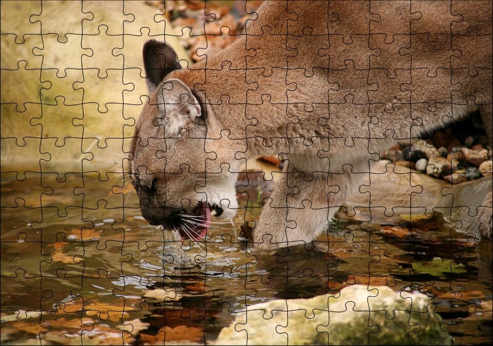 Ormandaki Puma Derede Su İçerken Görseli Puzzle Yapboz MDF Ahşap 120 Parça 24 cm X 34 cm
