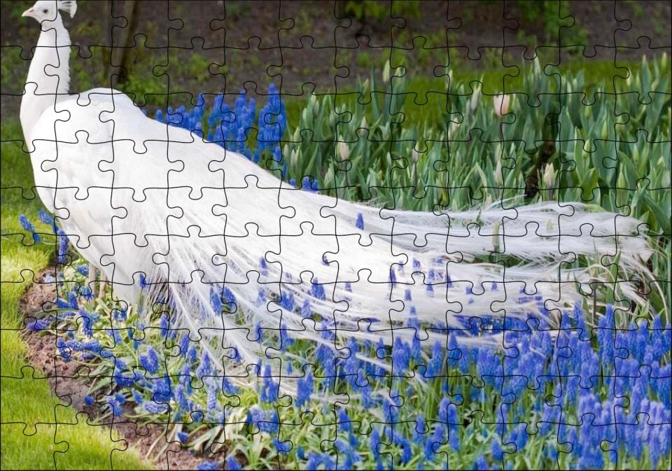 Beyaz Tavus Kuşu Görseli Puzzle Yapboz MDF Ahşap