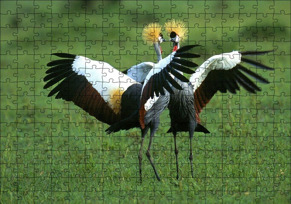 Çayırda Dans Eden Turnalar Puzzle Yapboz MDF Ahşap 255 Parça 34 cm X 49 cm