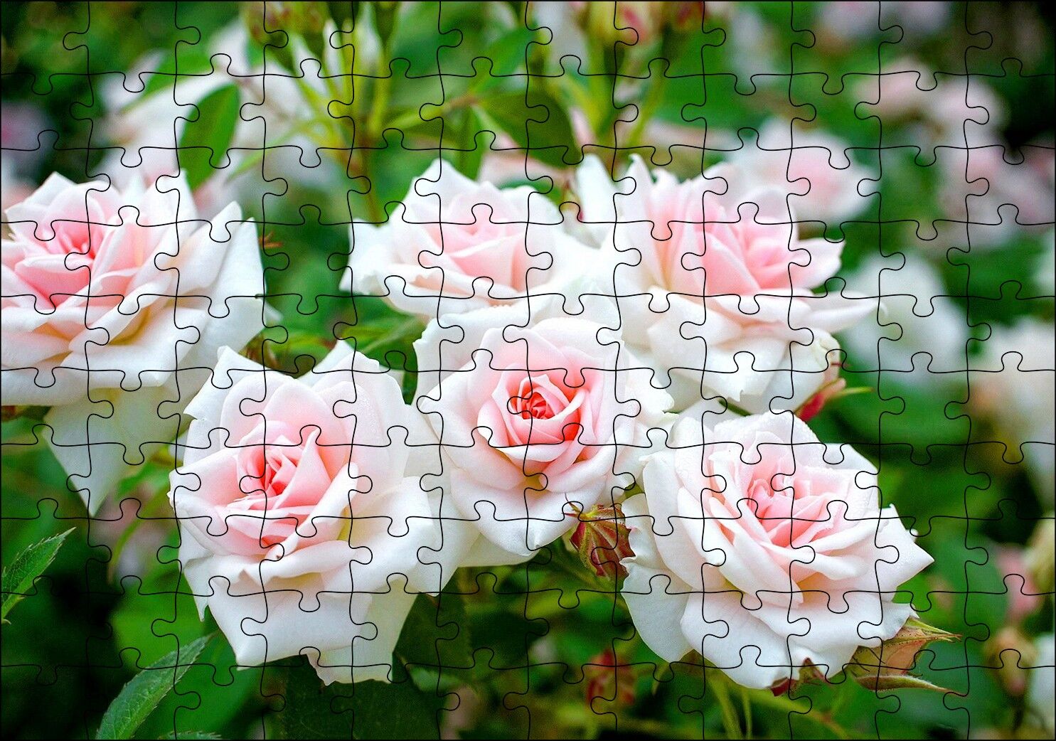 Beyaz Çalı Gülleri Görseli Puzzle Yapboz MDF Ahşap