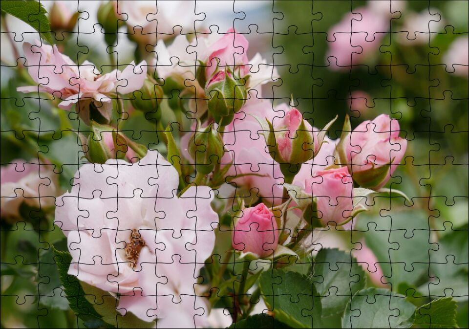 Beyaz ve Pembe Gonca Güller ve Yapraklar Puzzle Yapboz MDF Ahşap