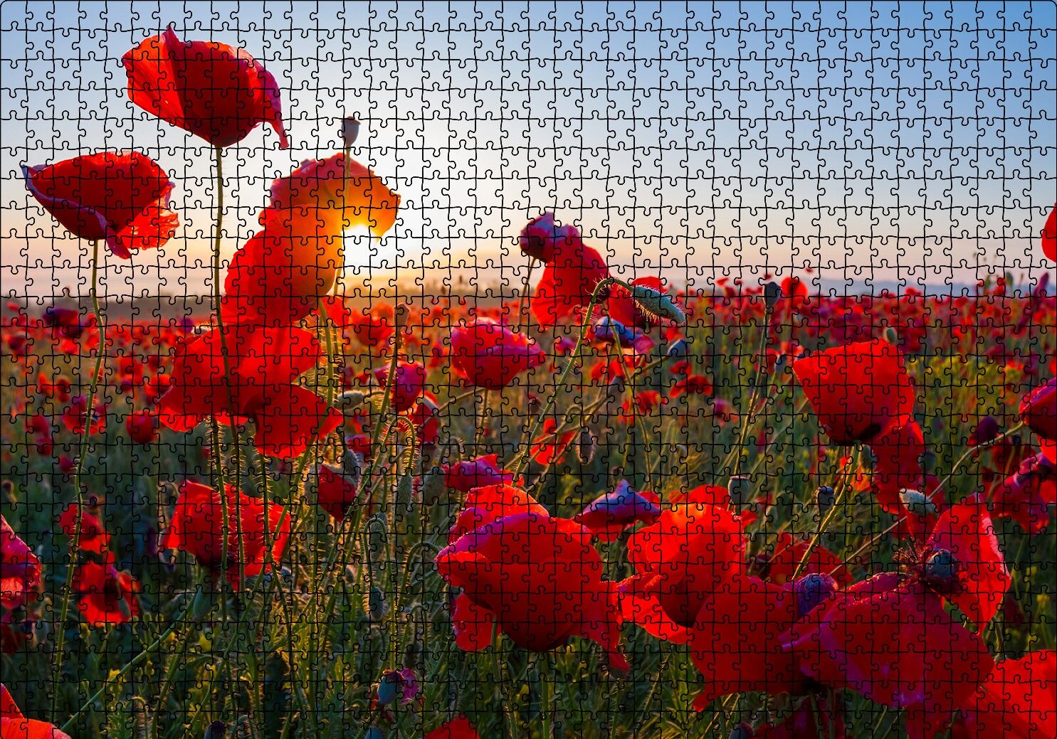 Gündoğumu Çayırda Kırmızı Gelincikler Puzzle Yapboz MDF Ahşap 1000 Parça 49 cm X 68 cm