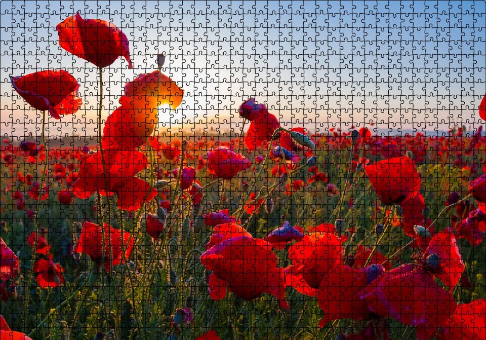 Gündoğumu Çayırda Kırmızı Gelincikler Puzzle Yapboz MDF Ahşap 1000 Parça 49 cm X 68 cm