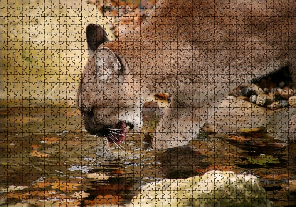 Ormandaki Puma Derede Su İçerken Görseli Puzzle Yapboz MDF Ahşap 1000 Parça 49 cm X 68 cm