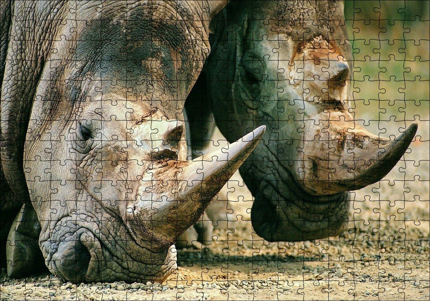 Efsanevi Gergedanlar Yakın Çekim Puzzle Yapboz MDF Ahşap 255 Parça 34 cm X 49 cm