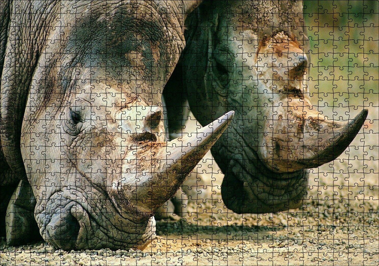Efsanevi Gergedanlar Yakın Çekim Puzzle Yapboz MDF Ahşap 500 Parça 49 cm X 68 cm