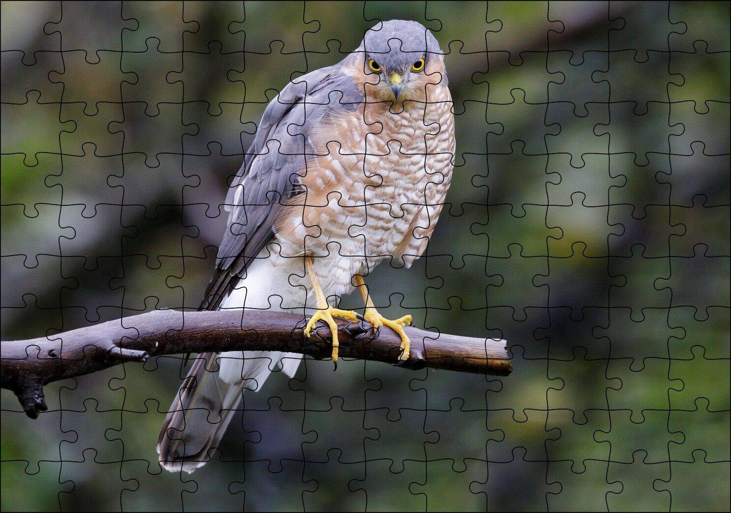 Dalda Etrafı Kolaçan Eden Doğan Puzzle Yapboz MDF Ahşap