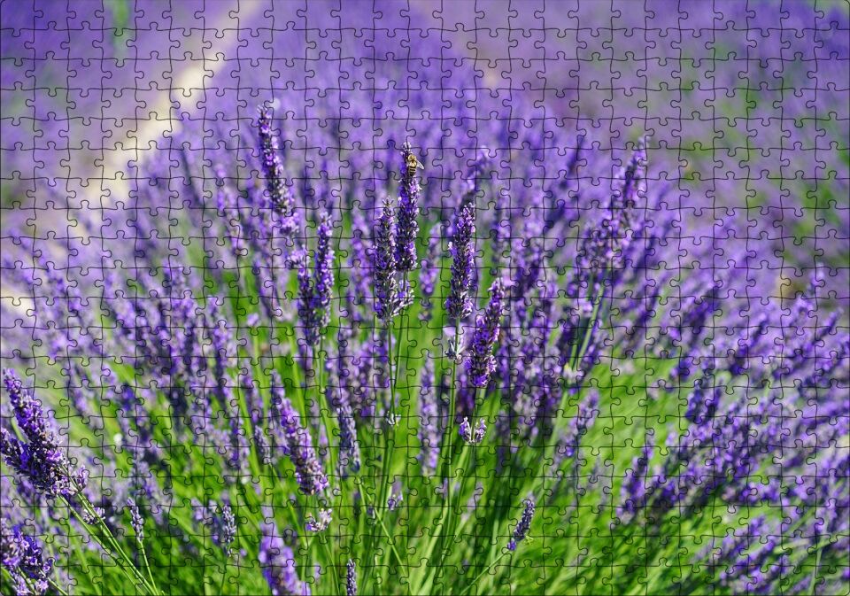 Lavanta Tarlasında Lavantalar Puzzle Yapboz MDF Ahşap 500 Parça 49 cm X 68 cm