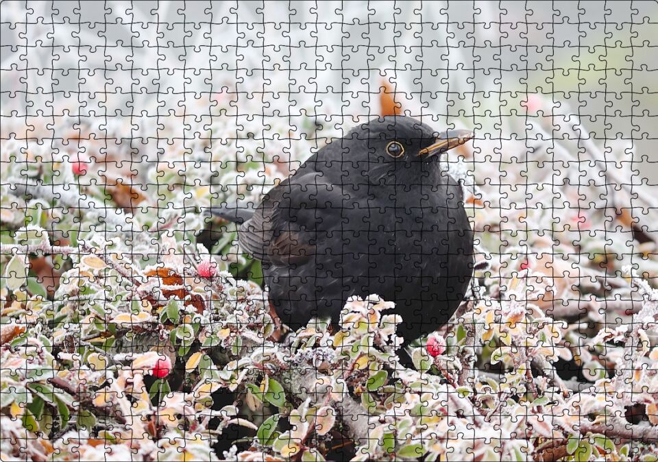 Donmuş Çalıların Arasındaki Karatavuk Puzzle Yapboz MDF Ahşap 500 Parça 49 cm X 68 cm