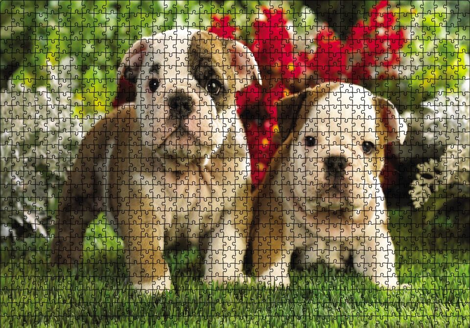 Yavru Bulldogs Puzzle Yapboz MDF Ahşap 1000 Parça 49 cm X 68 cm