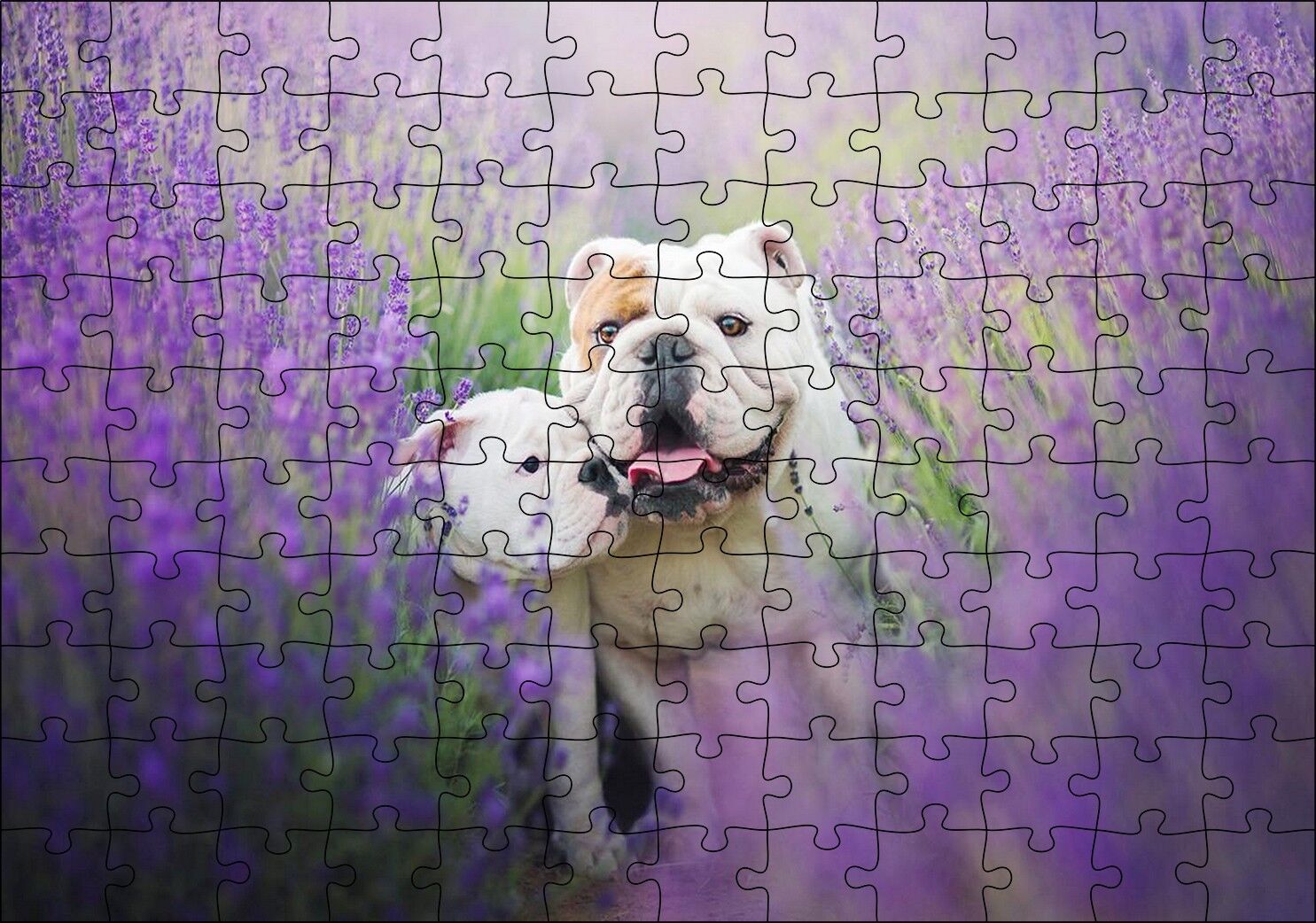 Lavantalar Arasında Bulldoglar Puzzle Yapboz MDF Ahşap 120 Parça 24 cm X 34 cm