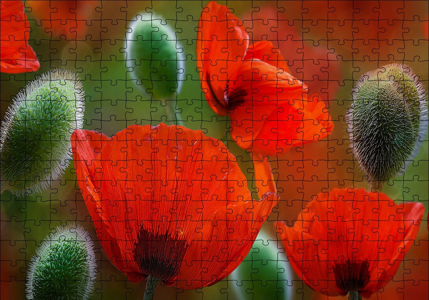 Kırmızı Gelincikler Yakın Çekim Puzzle Yapboz MDF Ahşap 255 Parça 34 cm X 49 cm