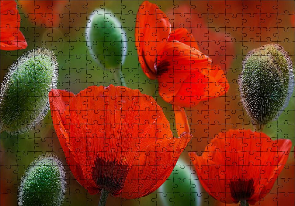 Kırmızı Gelincikler Yakın Çekim Puzzle Yapboz MDF Ahşap 255 Parça 34 cm X 49 cm
