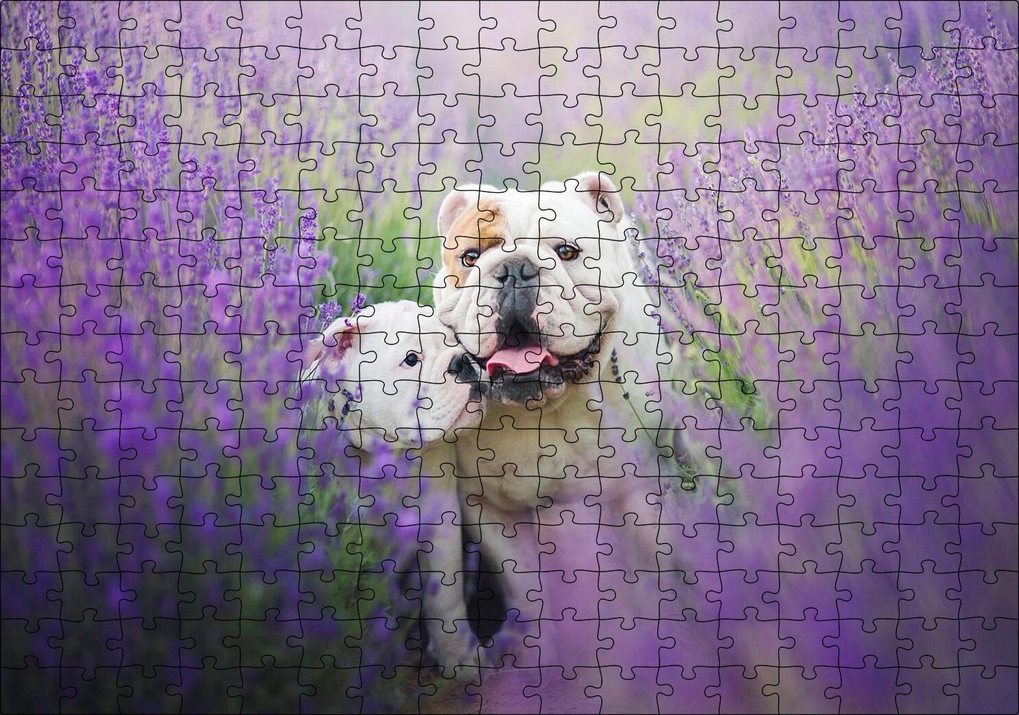 Lavantalar Arasında Bulldoglar Puzzle Yapboz MDF Ahşap 255 Parça 34 cm X 49 cm
