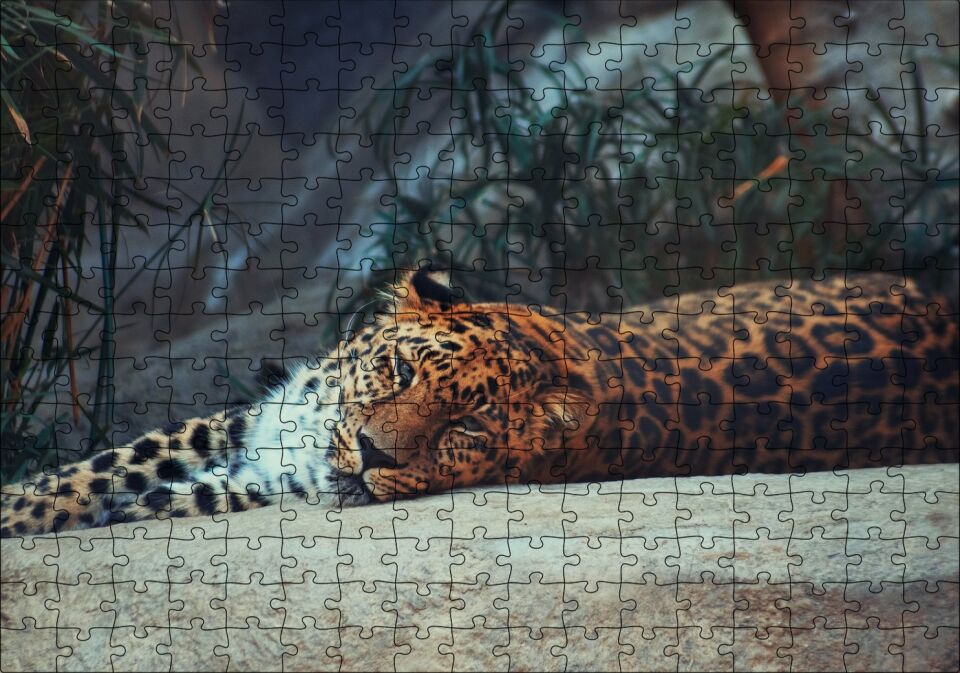 Kayanın Üzerinde Dinlenen Uykulu Jaguar Puzzle Yapboz MDF Ahşap 255 Parça 34 cm X 49 cm