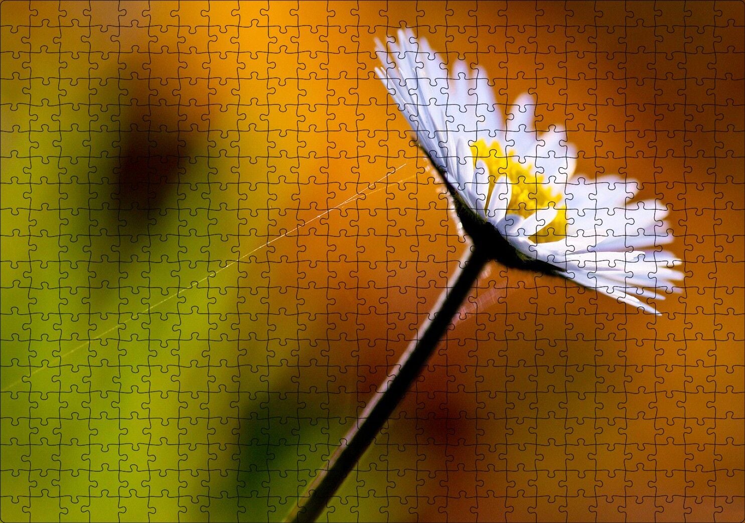 Örümcek Ağlı Beyaz Papatya Görseli Puzzle Yapboz MDF Ahşap 500 Parça 49 cm X 68 cm