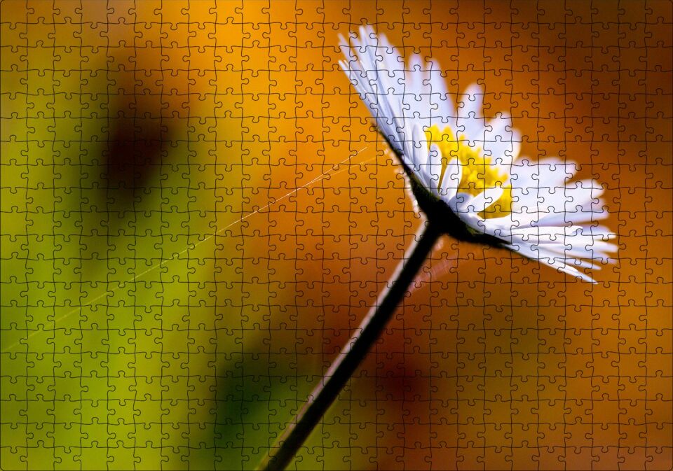 Örümcek Ağlı Beyaz Papatya Görseli Puzzle Yapboz MDF Ahşap 500 Parça 49 cm X 68 cm